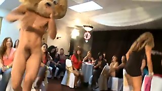 Dancing bear bacheloret